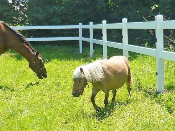 Koppelzaun Vorteile bei Pferdehaltung